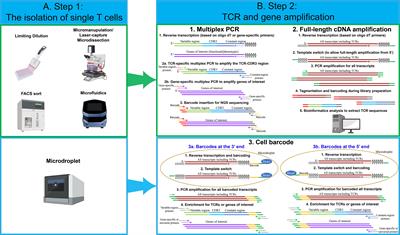 Single-Cell TCR and Transcriptome Analysis: An Indispensable Tool for Studying T-Cell Biology and Cancer Immunotherapy